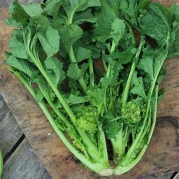 Rapone Cima di rapa